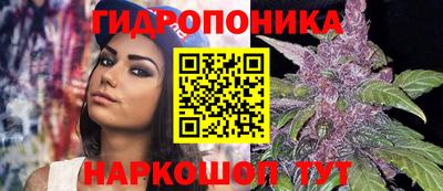 индика Кингисепп